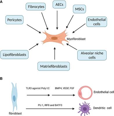 Frontiers | Interrelation Between Fibroblasts And T Cells In Fibrosing ...